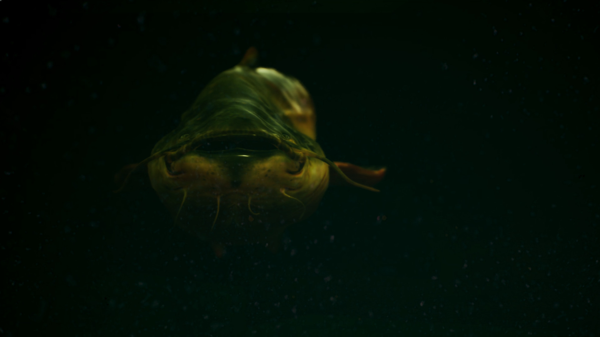 捕鱼：鲤鱼和淡水鱼.The Catch: Carp & Coarse Fishing