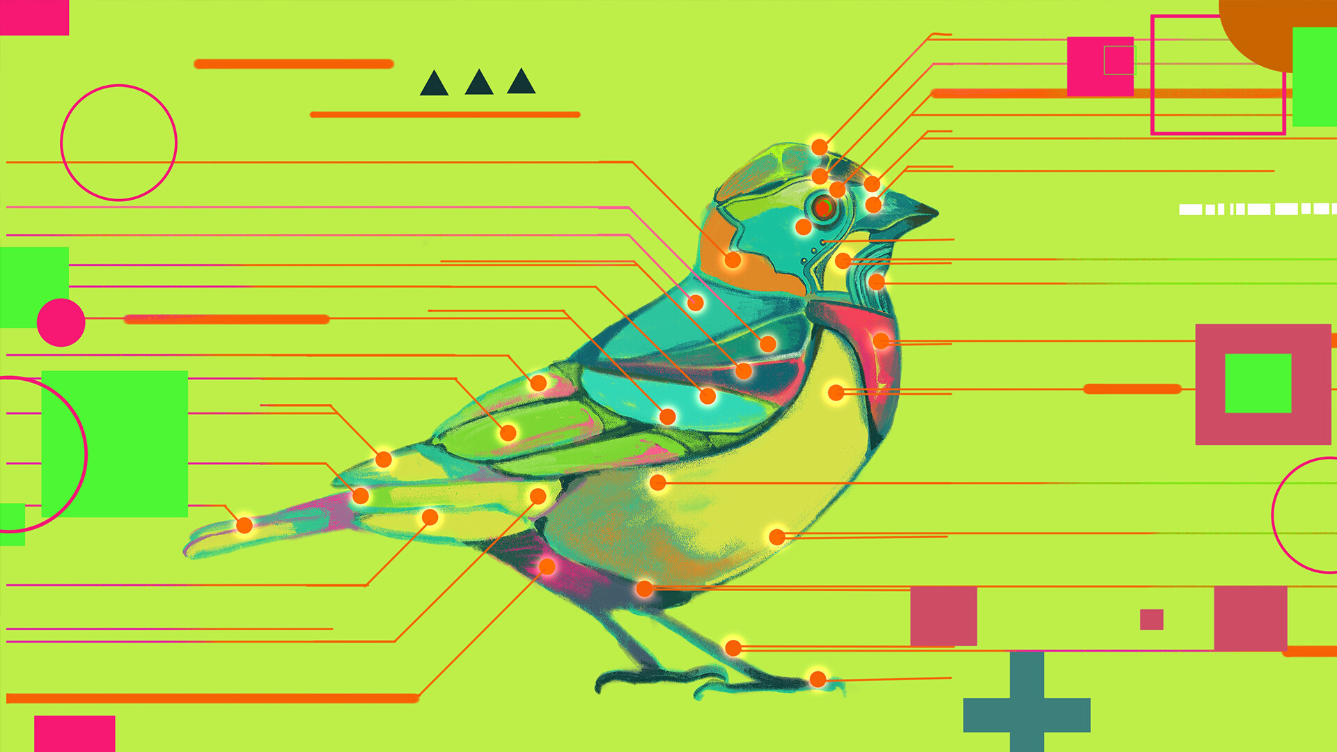 鸟之谜 Avian Enigma_2